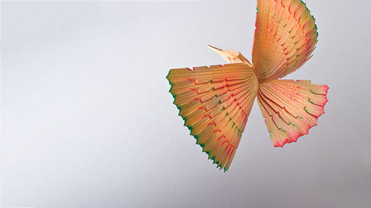 Fan-Tailed Hummingbird