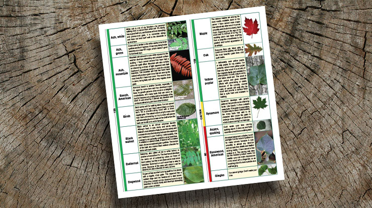 The Right Wood for Walking Sticks